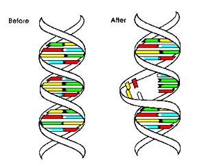 Distortion ADN.jpg